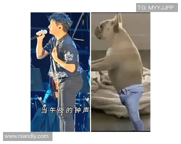 足球球星爱犬排名前十揭晓 看看你的偶像宠物排第几